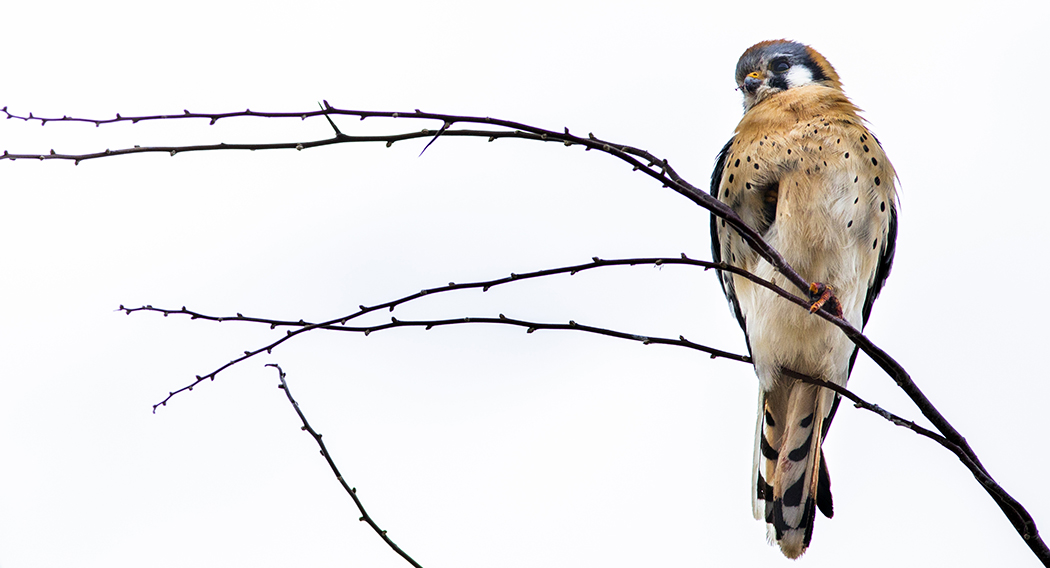 American Kestrel Daniel Carde Birdwatching