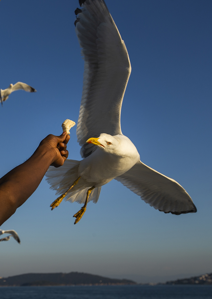Man Feeds Seagull by Hand